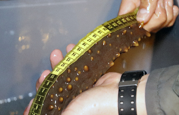 se-inicio-la-temporada-de-pesqueria-de-pepino-de-mar-en-galapagos-ecuador221.com_.ec_ Se inició la temporada de pesquería de pepino de mar en Galápagos