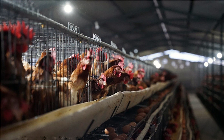 influenza-aviar-30-personas-estan-en-aislamiento-y-al-menos-180-mil-animales-seran-sacrificados-ecuador221.com_.ec_ Influenza aviar: 30 personas están en aislamiento y al menos 180 mil animales serán sacrificados