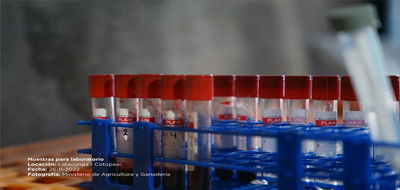 muestras-para-laboratorio Influenza aviar: 30 personas están en aislamiento y al menos 180 mil animales serán sacrificados