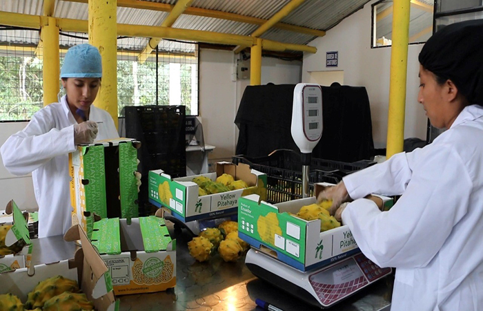ecuador 221 pitahaya-de-ecuador-se-exporta-ya-a-56-paises-peru-se-suma-a-la-lista-ecuador221.com_.ec_ Pitahaya de Ecuador se exporta ya a 56 países; Perú se suma a la lista