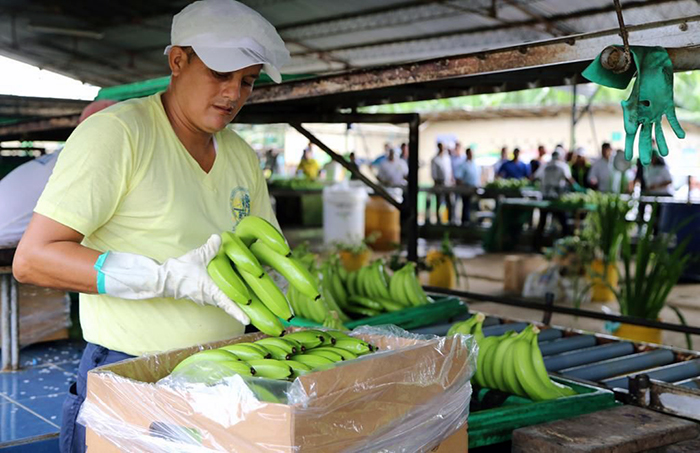 banano-solo-se-ha-firmado-el-25-de-contratos-de-exportacion-ecuador221.com_.ec_ Banano: Solo se ha firmado el 25% de contratos de exportación