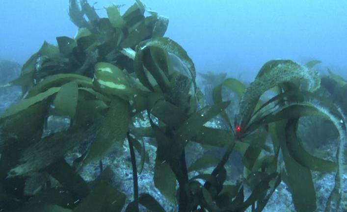 descubren-en-galapagos-un-bosque-de-algas-gigantes-del-oceano-ecuador221.com_.ec_ Descubren en Galápagos un bosque de algas gigantes del océano
