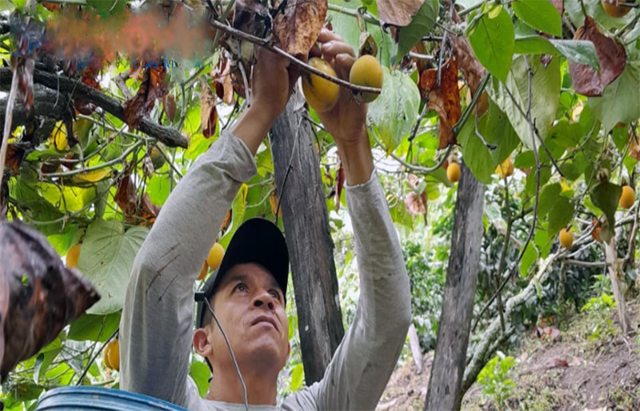 ecuador 221 en-yangana-la-produccion-de-granadilla-mantiene-su-auge-ecuador221.com_.ec_ En Yangana la producción de granadilla mantiene su auge