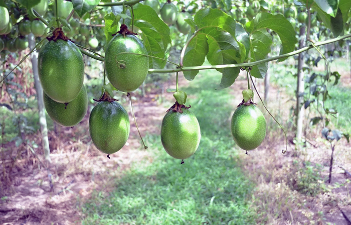 la-produccion-de-maracuya-se-duplica-y-cierra-un-exitoso-2022-ecuador221.com_.ec_ La producción de maracuyá se duplica y cierra un exitoso 2022