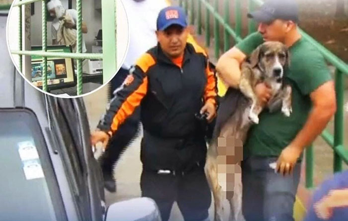delincuente-hiere-con-dos-disparos-a-un-perrito-que-lo-ataco-impedir-un-robo-ecuador221.com_.ec_ Delincuente hiere con dos disparos a un perrito que lo atacó impedir un robo