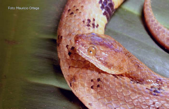 nueva-especie-de-serpiente-boa-endemica-fue-descubierta-en-ecuador-ecuador221.com_.ec_ Nueva especie de serpiente boa endémica fue descubierta en Ecuador