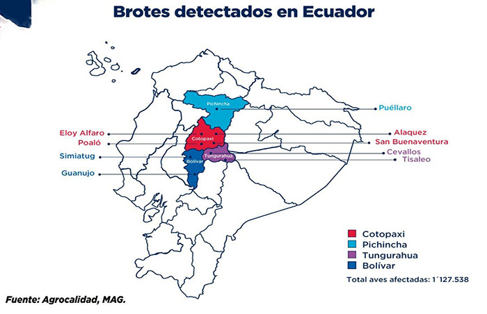 cuatro-millones-de-dosis-para-contrarrestar-la-influenza-aviar-ecuador221.com_.ec_ Cuatro millones de dosis para contrarrestar la influenza aviar