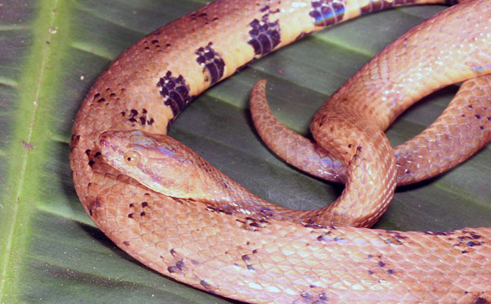 ecuador 221 la-amazonia-guarda-tesoros-con-historia-biogeografica-de-93-millones-de-anos-ecuador221.com_.ec_ La Amazonía guarda tesoros con historia biogeográfica de 93 millones de años