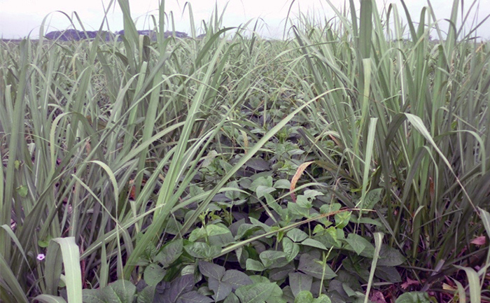 ecuador 221 fertilizantes-organicos-una-buena-practica-de-economia-circular-ecuador221.com_.ec_ Fertilizantes orgánicos: una buena práctica de economía circular