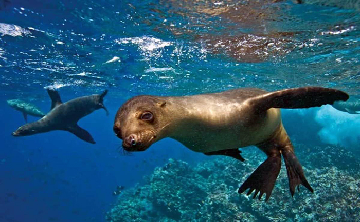 ecuador 221 foro-de-paris-invita-a-ecuador-a-exponer-su-canje-de-deuda-por-conservacion-ecuador221.com_.ec_ Foro de París invita a Ecuador a exponer su canje de deuda por conservación