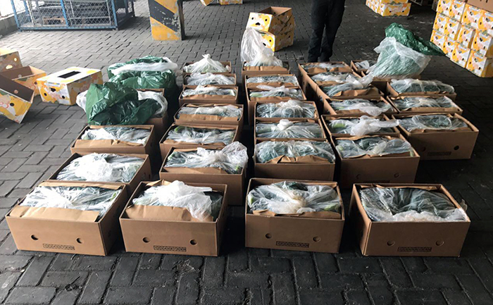 localizan-3500-kilos-de-cocaina-en-un-cargamento-de-bananos-de-ecuador-ecuador221.com_.ec_ Localizan 3.500 kilos de cocaína en un cargamento de bananos de Ecuador