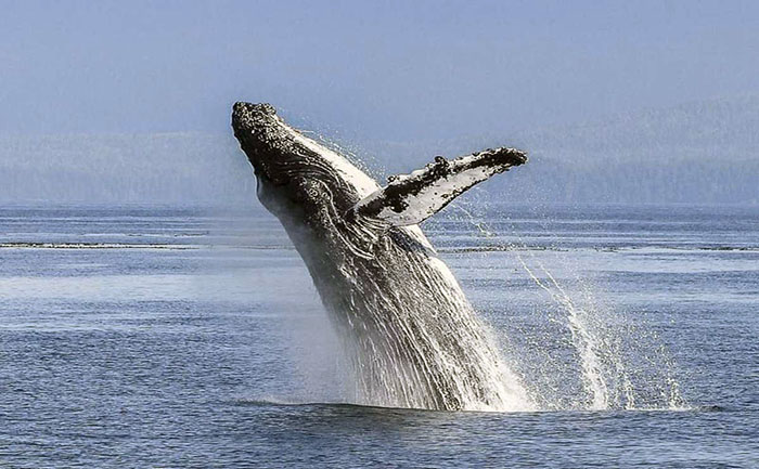 se-inicia-temporada-de-avistamiento-de-ballenas-jorobadas-en-puerto-lopez-ecuador221.com_.ec_ Se inicia temporada de avistamiento de ballenas jorobadas en Puerto López