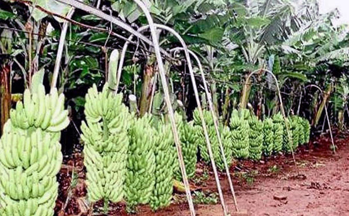 bananeros-orenses-preocupados-por-la-llegada-del-fenomeno-el-nino-ecuador221.com_.ec_ Bananeros orenses preocupados por la llegada del fenómeno El Niño