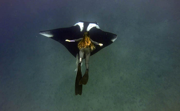 documental-el-baile-de-las-mantas-gigantes-se-proyecta-hoy-en-quito-ecuador221.com_.ec_ Documental “El Baile de las Mantas Gigantes” se proyecta hoy en Quito