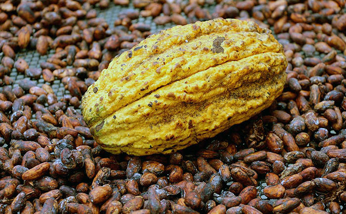 el-cacao-sera-el-protagonista-del-11-al-16-de-julio-en-la-provincia-de-zamora-chinchipe-ecuador221.com_.ec_ El cacao será el protagonista del 11 al 16 de julio en la provincia de Zamora Chinchipe