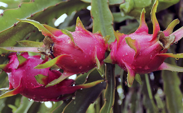 ecuador 221 exportaciones-ecuatorianas-de-pitahaya-alcanzan-las-29-mil-toneladas-ecuador221.com_.ec_ Exportaciones ecuatorianas de pitahaya alcanzan las 29 mil toneladas