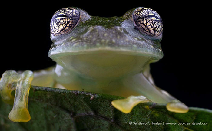 nueva-especie-de-rana-de-cristal-descubierta-por-investigadores-de-la-utpl-ecuador221.com_.ec_ Nueva especie de rana de cristal descubierta por investigadores de la UTPL