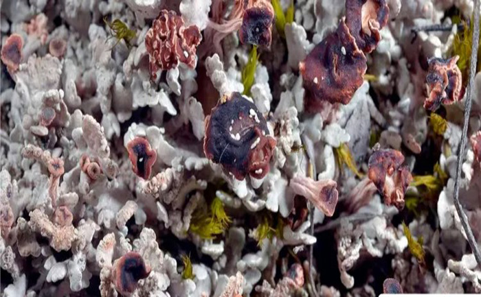 descubren-nuevas-especies-de-liquenes-fueron-encontradas-en-seis-provincias-del-pais-ecuador221.com_.ec- Descubren nuevas especies de líquenes, fueron encontradas en seis provincias del país