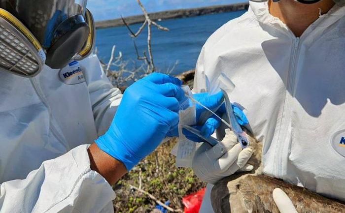 ecuador-confirma-la-presencia-de-gripe-aviar-en-galapagos-ecuador221.com_.ec_ Ecuador confirma la presencia de gripe aviar en Galápagos