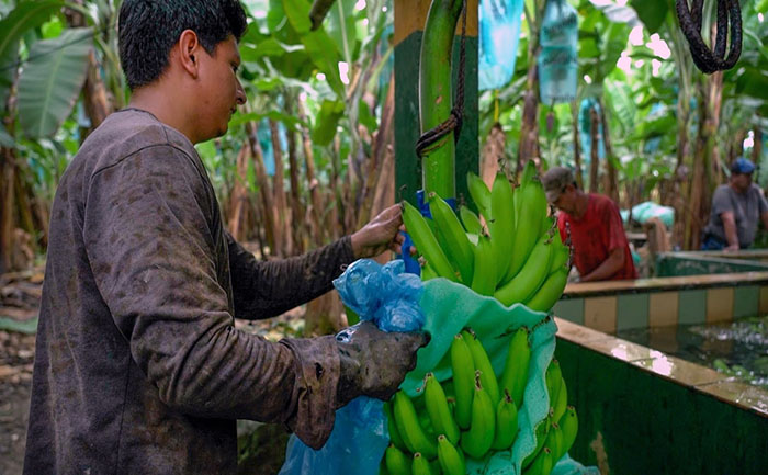 mag-y-senae-ejercen-controles-para-evitar-exportaciones-fraudulentas-de-banano-ecuador221.com_.ec_ MAG y SENAE ejercen controles para evitar exportaciones fraudulentas de banano