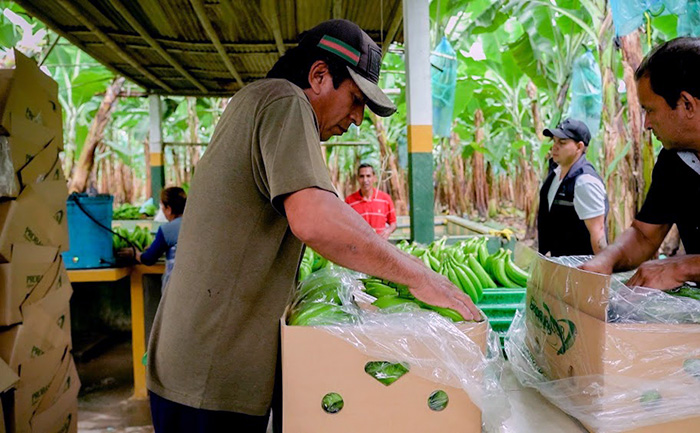 productores-bananeros-aspiran-que-el-precio-minimo-de-la-caja-sea-de-usd-850-ecuador221.com_.ec_ Productores bananeros aspiran que el precio mínimo de la caja sea de USD 8,50