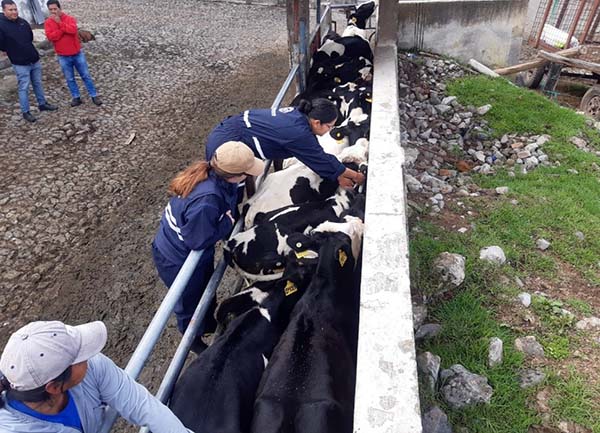 agrocalidad-inicio-la-interfase-de-vacunacion-contra-fiebre-aftosa-2023-ecuador221.com_.ec_ Agrocalidad inició la interfase de vacunación contra fiebre aftosa 2023