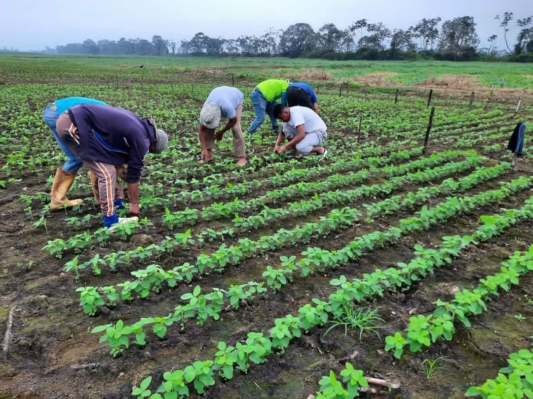 aportes-de-los-microorganismos-a-una-agricultura-sostenible-ecuador221.com_.ec_ Aportes de los microorganismos a una agricultura sostenible