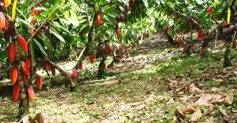 Sube precio de tonelada métrica de cacao