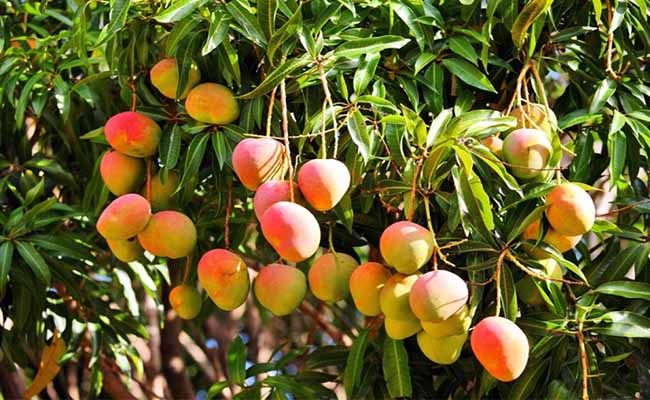 Mango ecuatoriano