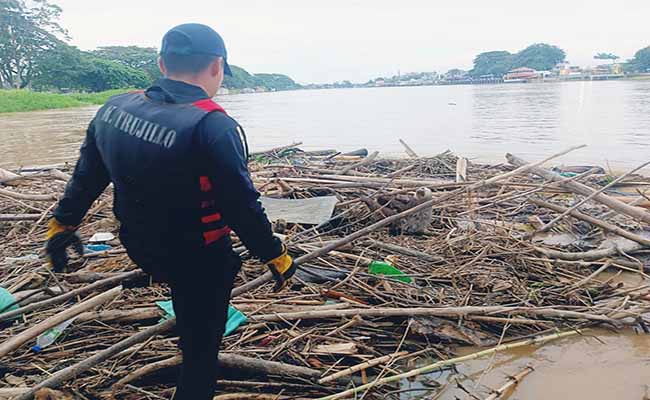 rescatan a oso perezoso