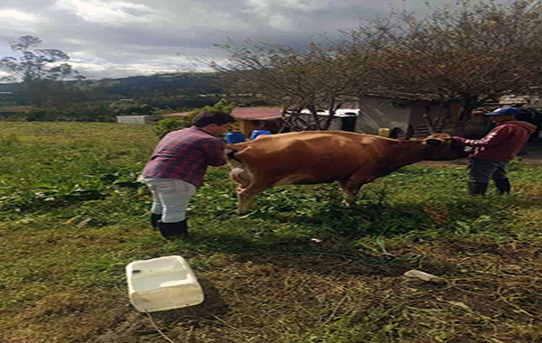Vacas productores de leche
