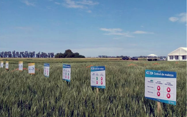 trigo resistente a la sequía