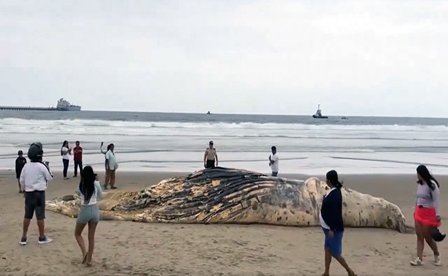 ballena muerta
