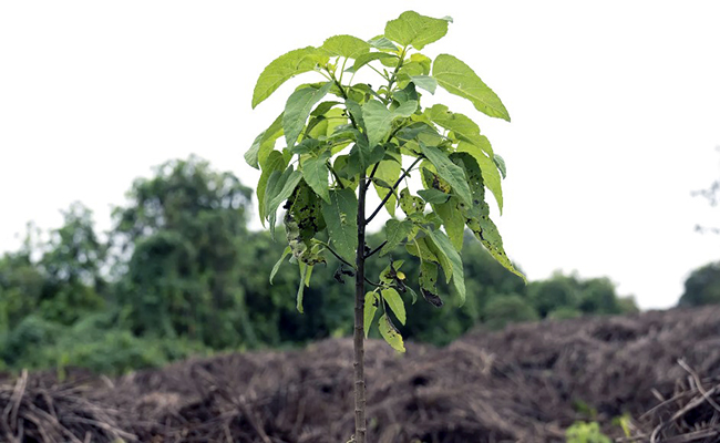 árboles de Scalesia