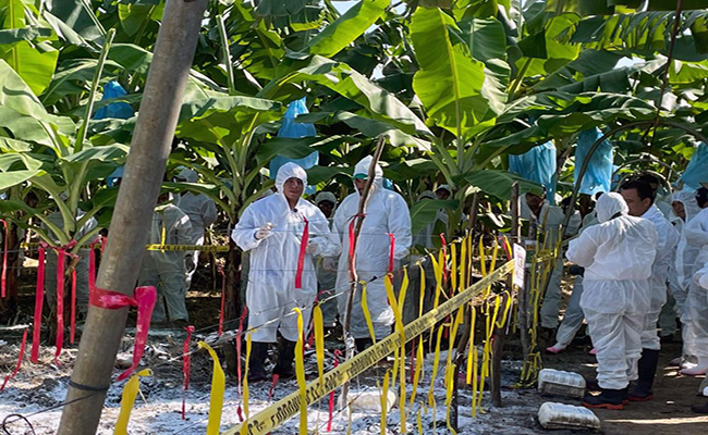 Banco Mundial appya lucga contra el fusarium