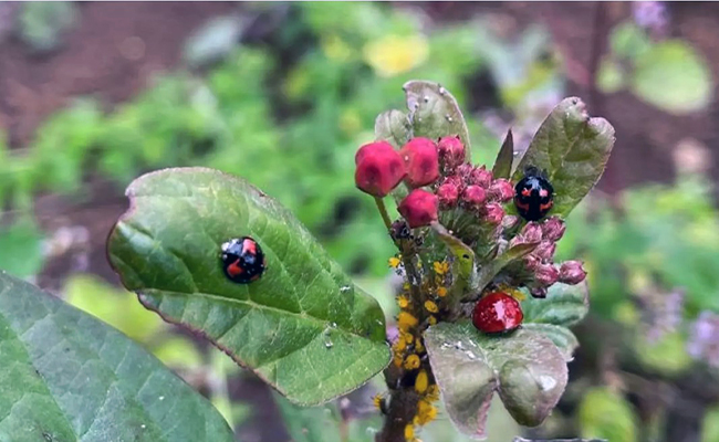 Descubren nueve especies de mariquitas