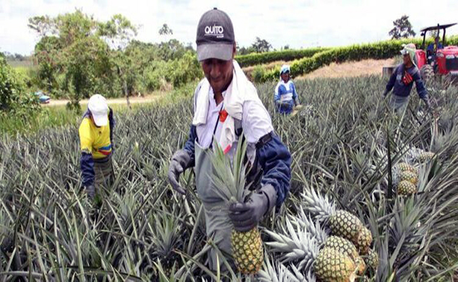 Ecuador exportará Piña a Perú