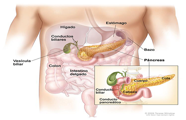 8.-hoy-se-celebra-dia-internacional-contra-el-cancer-neuroendocrino-ecuador221.com_.ec- Hoy se celebra el Día Internacional contra el cáncer neuroendocrino  