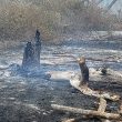 Bomberos combaten incendio forestal que se reactivó en Guayaquil