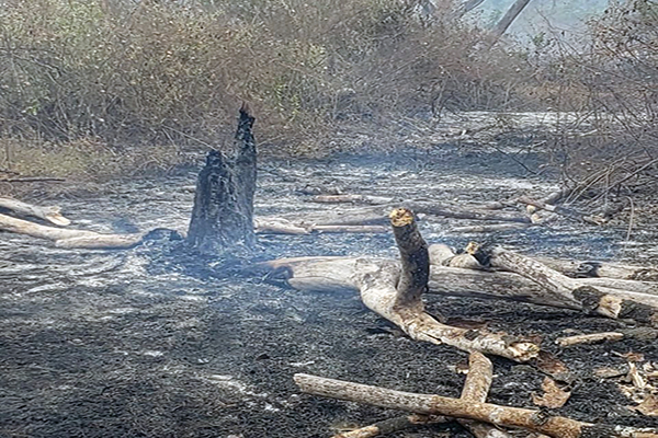 bomberos-combaten-incendio-forestal-que-se-reactivo-en-guayaquil-ecuador221.com_.ec_ Bomberos combaten incendio forestal que se reactivó en Guayaquil