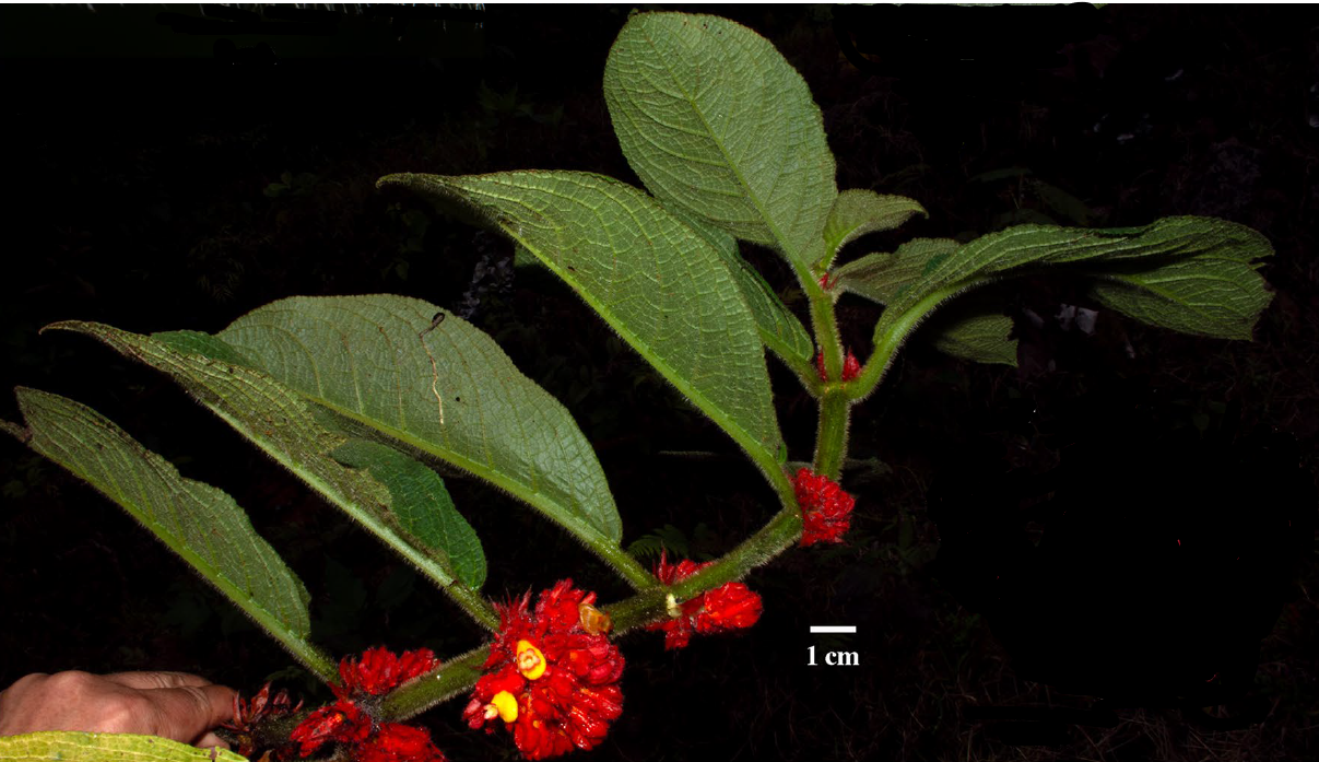 descubren-nueva-especie-de-planta-en-el-choco-andino-ecuatoriano-ecuador221.com_.ec_ Descubren nueva especie de planta en el Chocó Andino ecuatoriano