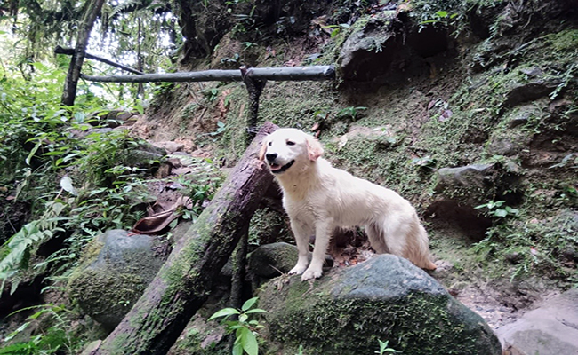 Luna, la perrita guía del Gran Cañón de Archidona