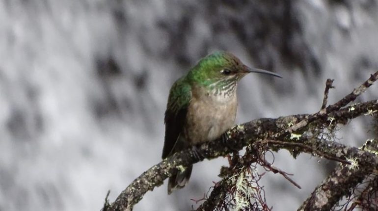 Nueva planta descubierta en Ecuador: un imán para colibríes