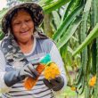 Perú es uno de los principales destinos de la pitahaya de Ecuador