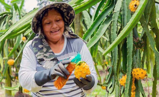 peru-es-uno-de-los-principales-destinos-de-la-pitahaya-de-ecuador-ecuador221.com_.ec_ Perú es uno de los principales destinos de la pitahaya de Ecuador