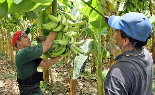 productores-de-platano-abogan-por-precios-justos-y-acceso-a-creditos-preferenciales-ecuador221.com_.ec_ Productores de plátano abogan por precios justos y acceso a créditos preferenciales