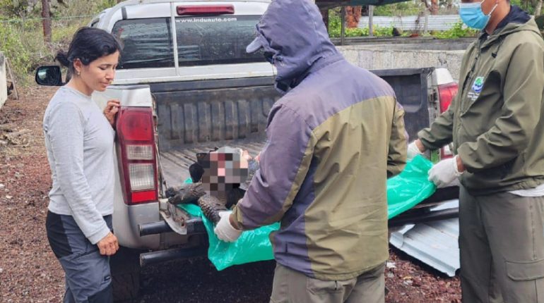 Conductor podría pagar multa por atropellar tortuga en Galápagos