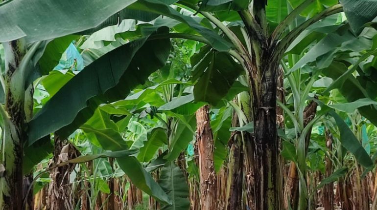 Ecuador enfrenta problemas por cultivos ilegales de banano