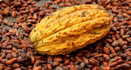 el-precio-del-cacao-escala.ecuador221.com_.ec_ El precio del cacao escala, ¿oportunidad o desafío para Ecuador?