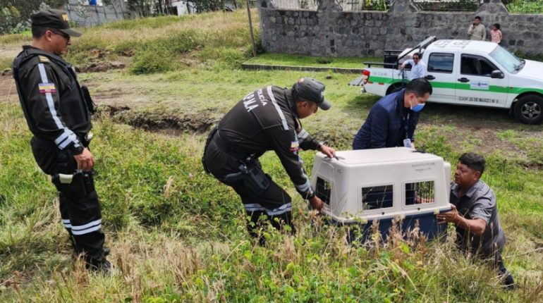 Perro agresivo ataca a anciana en Conocoto